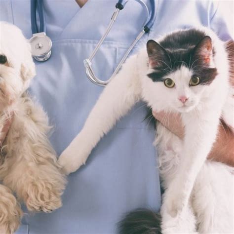 free 24 hour vet helpline.